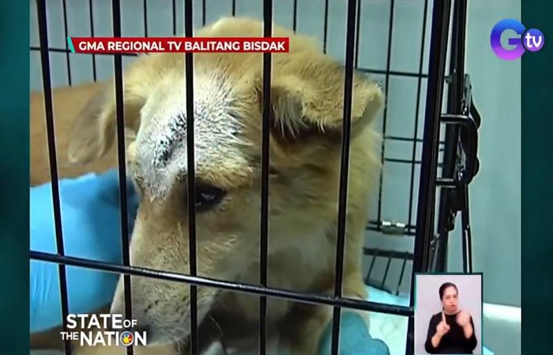 Bantuan mengalir untuk anjing di Kota Cebu dengan pisau tertancap di kepalanya