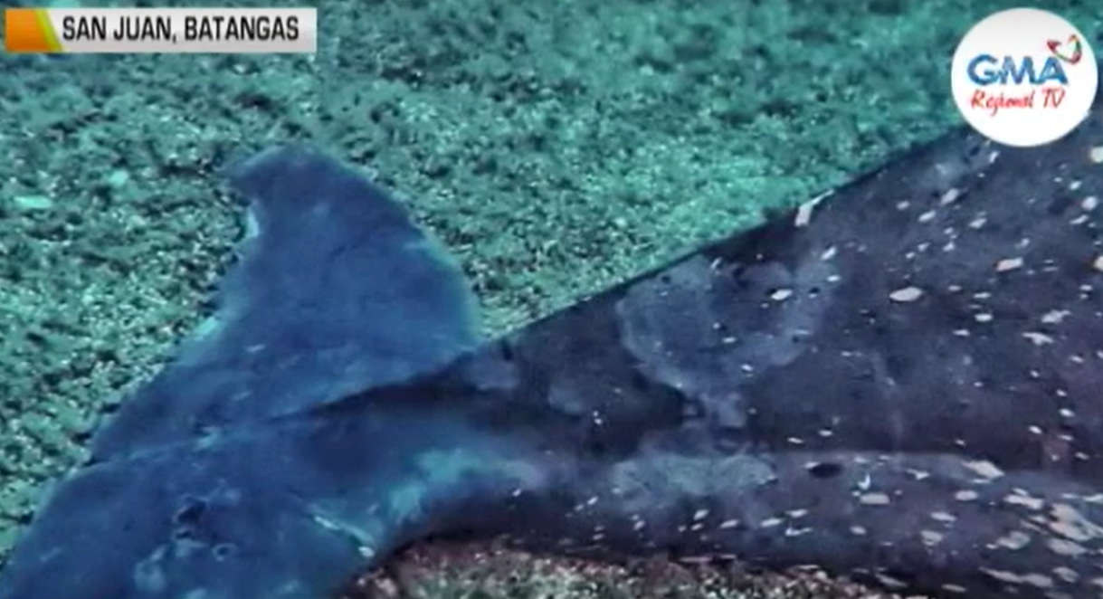 Tubuh lumba-lumba yang terpotong-potong, ditemukan di dasar laut di Batangas