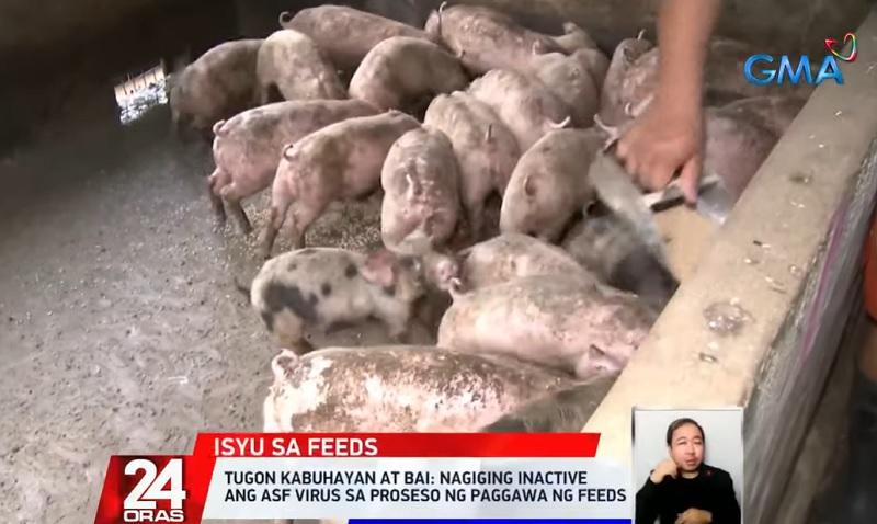 Produsen daging babi meningkatkan kekhawatiran atas protein hewani olahan dari negara-negara yang terkena ASF