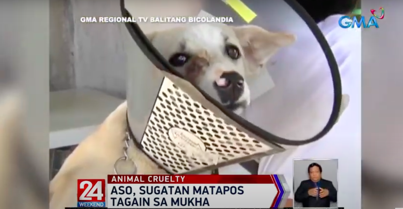 Anjing, terluka di wajahnya oleh pengawal yang dikejarnya di Camarines Sur