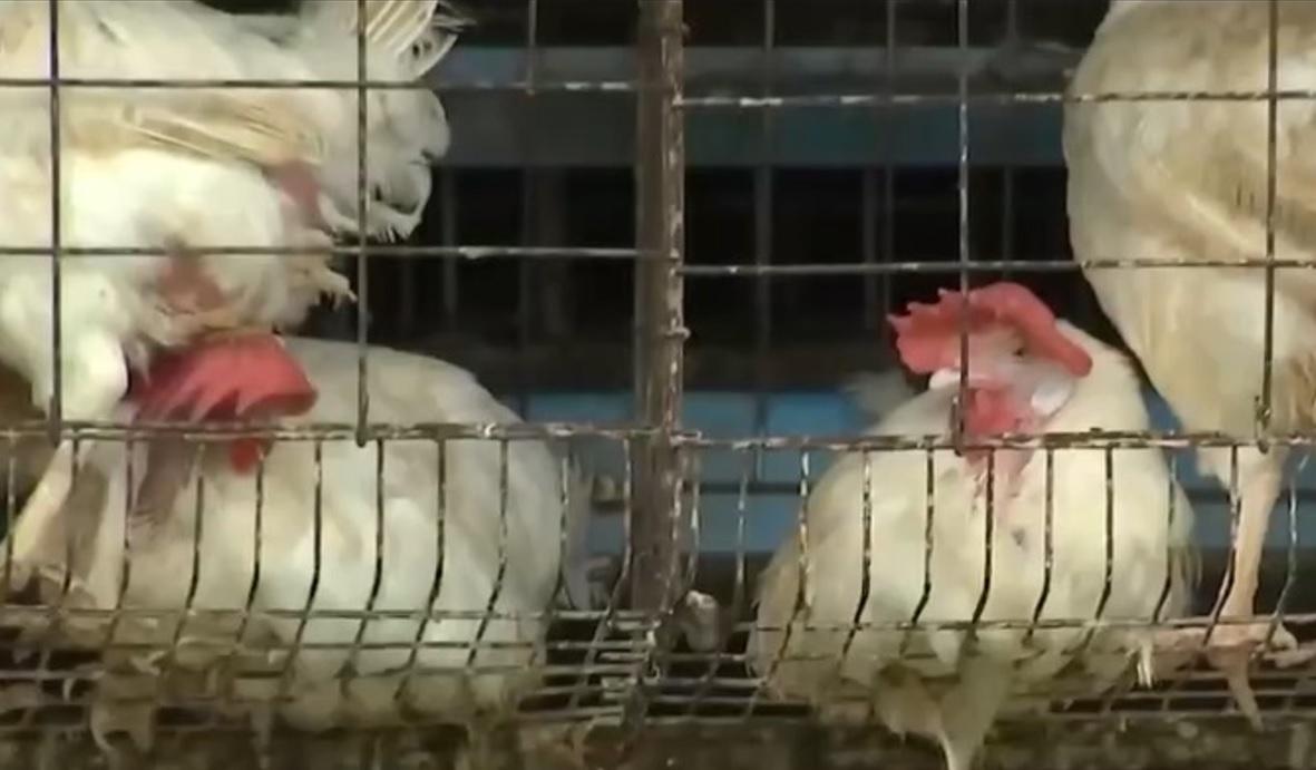 Philippines reports H5N1 bird flu outbreak on poultry farm