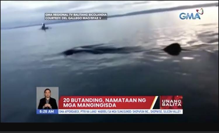20 hiu paus terlihat di perairan Camarines Sur