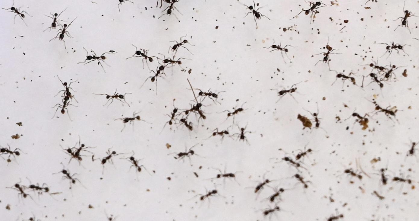 Why do ants get inside electronic appliances? | GMA News Online