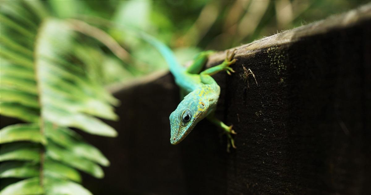 How do lizards and geckos use their tails as defense mechanism? Kuya