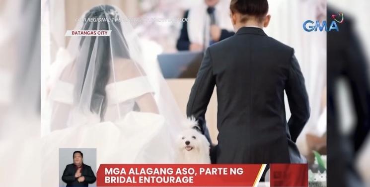 Anjing, menjadi pengiring pengantin di Kota Batangas
