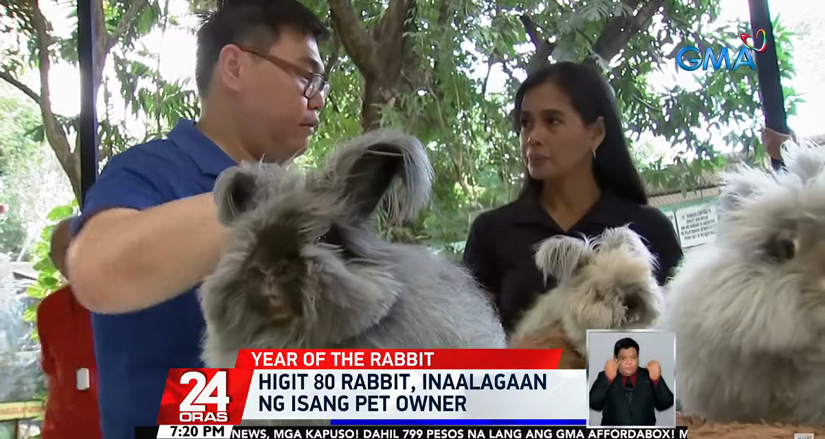 This pet owner owns over 80 rabbits | GMA News Online