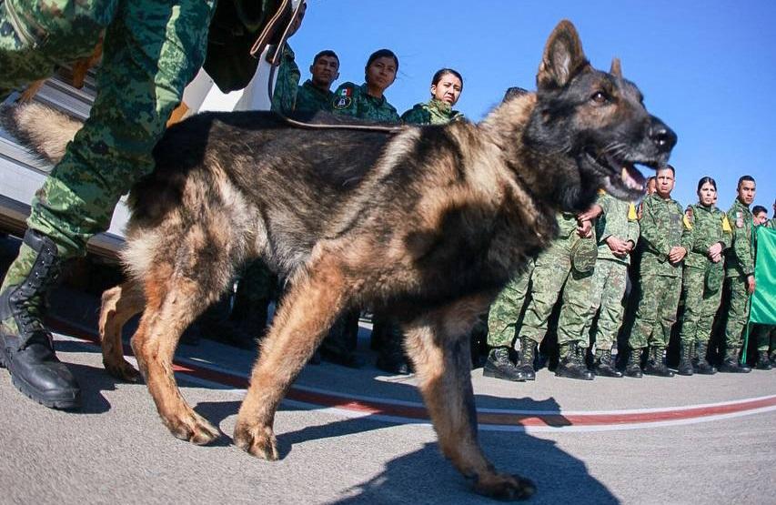 Mexico hails ‘heroic’ rescue dog that died in Turkey