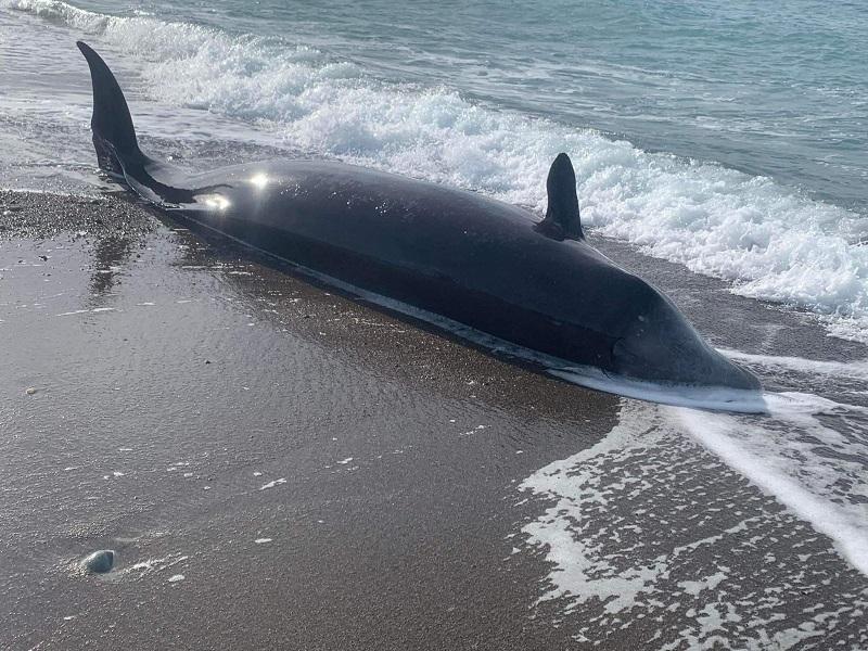Penyelidikan Siprus membasuh paus mati, kemungkinan terkait gempa
