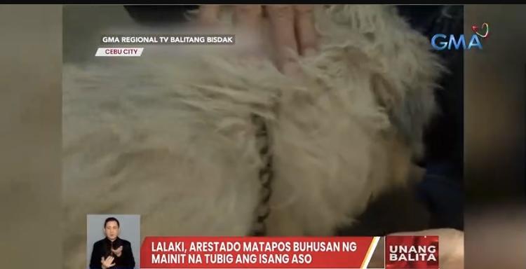 Seorang pria ditangkap di Cebu setelah menyiramkan air mendidih ke seekor anjing