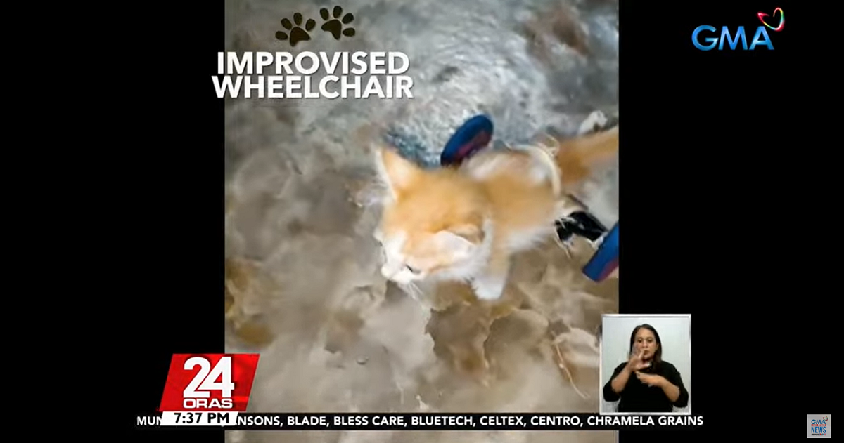 Induk bulu memukau netizen setelah membuat kursi roda improvisasi untuk anak kucingnya