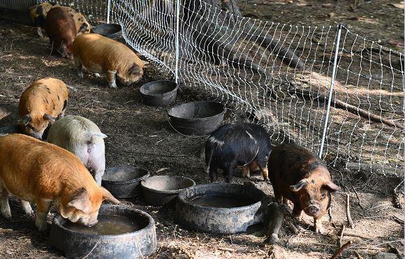 Pigs called in to deep-clean Champagne vineyards