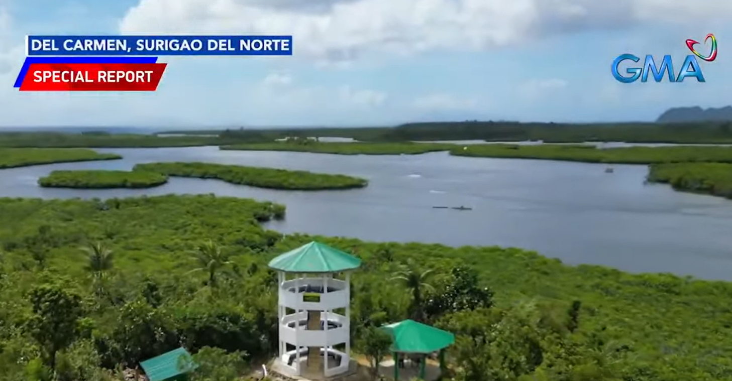 Philippines lost at least half of mangrove areas from 1918 to 2010