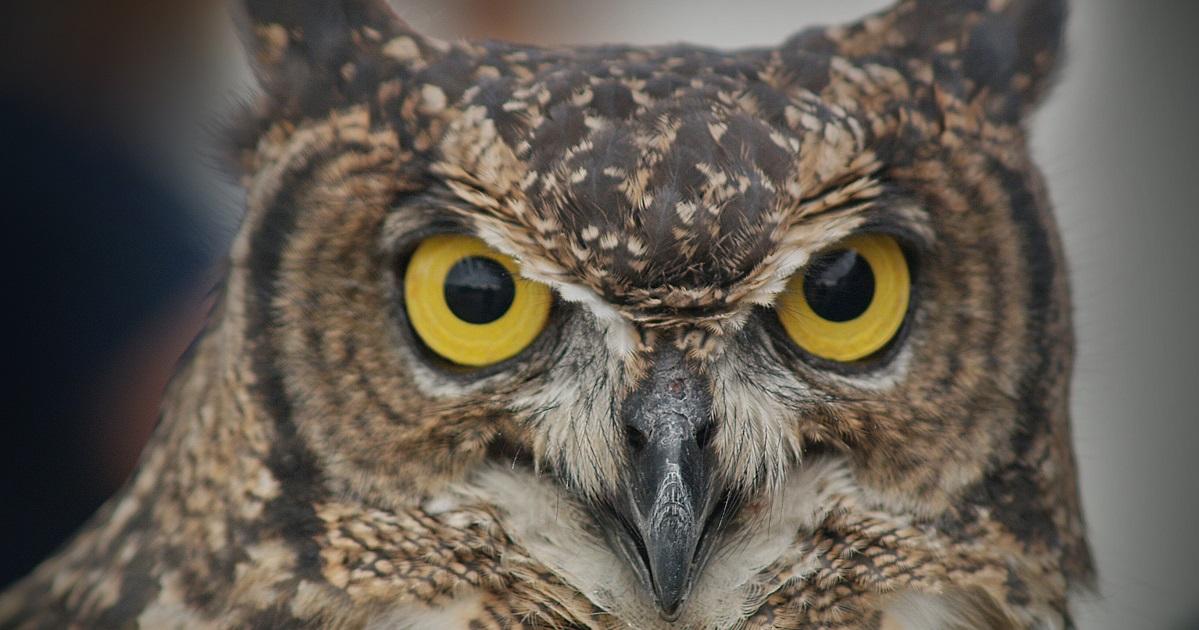 Why do owls have big eyes? Kuya Kim explains GMA News Online