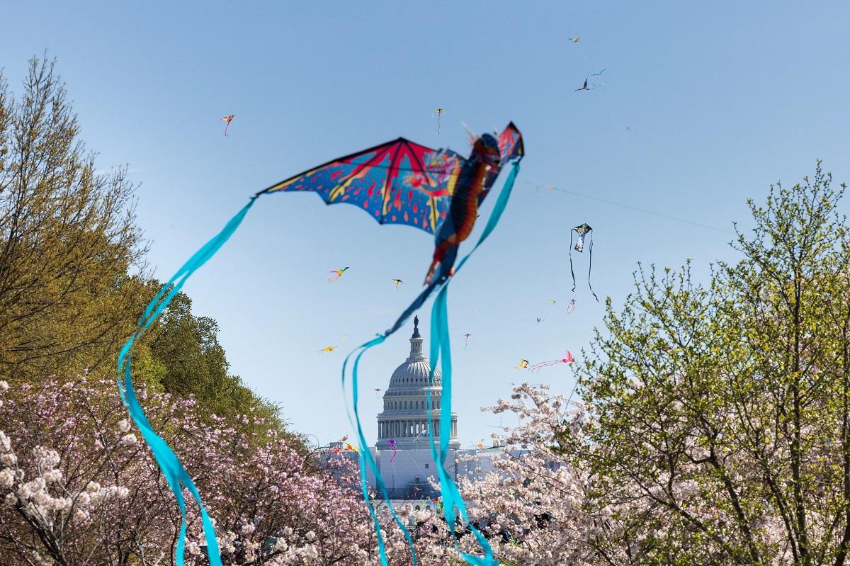 Kites fly over cherry blossoms in US capital Photos GMA News Online