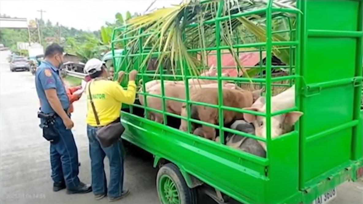 African swine fever reported in 3 barangays in Carcar City, Cebu