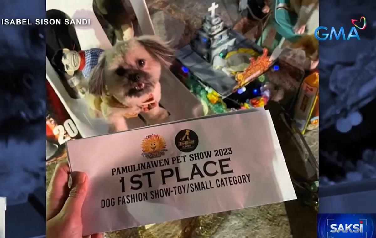 Σκύλος πρωταθλητής σε επίδειξη μόδας για σκύλους, πέθανε μετά από πτώση SUV στο Laoag