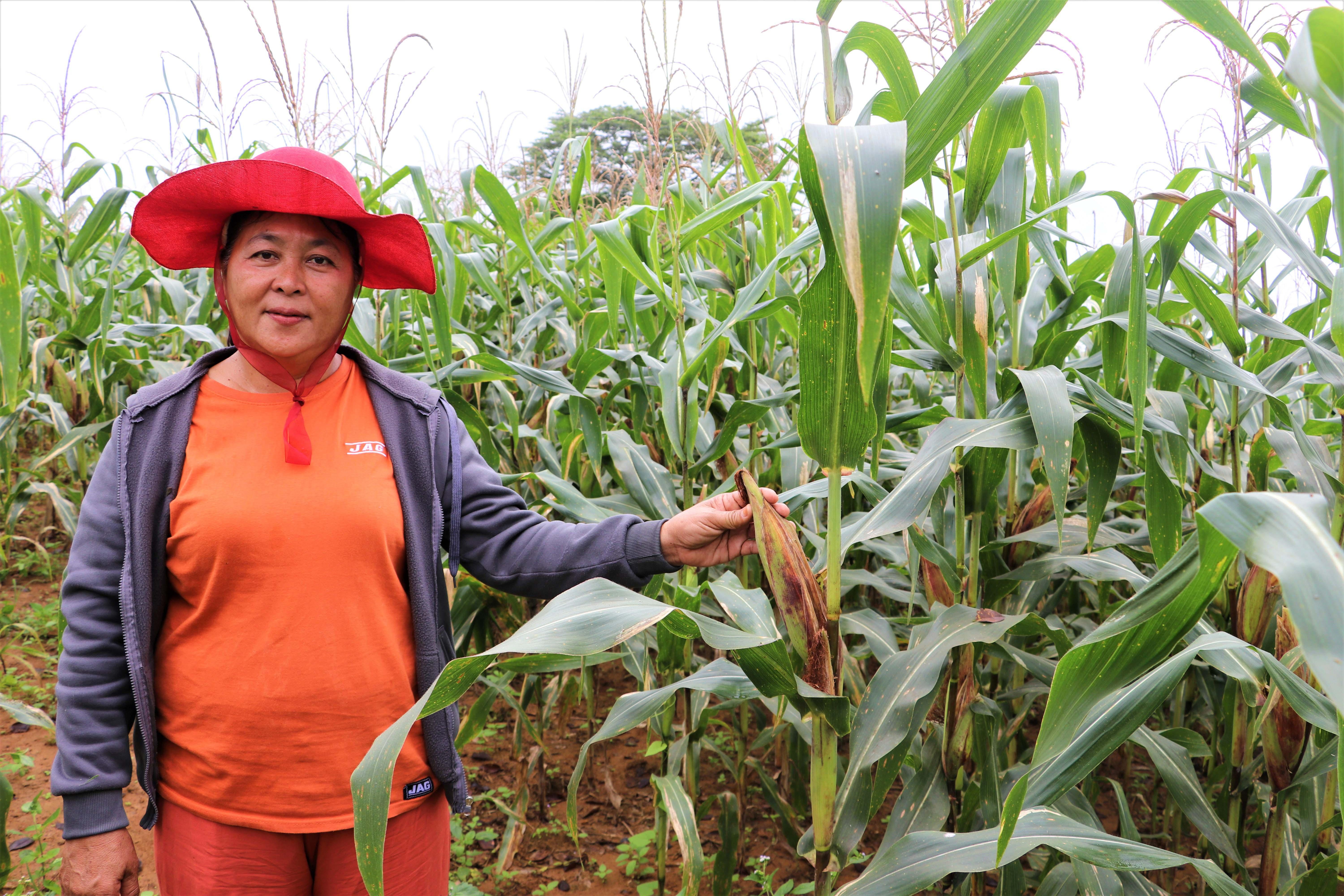Isabela corn farmer enjoys bountiful harvest with LANDBANK’s aid