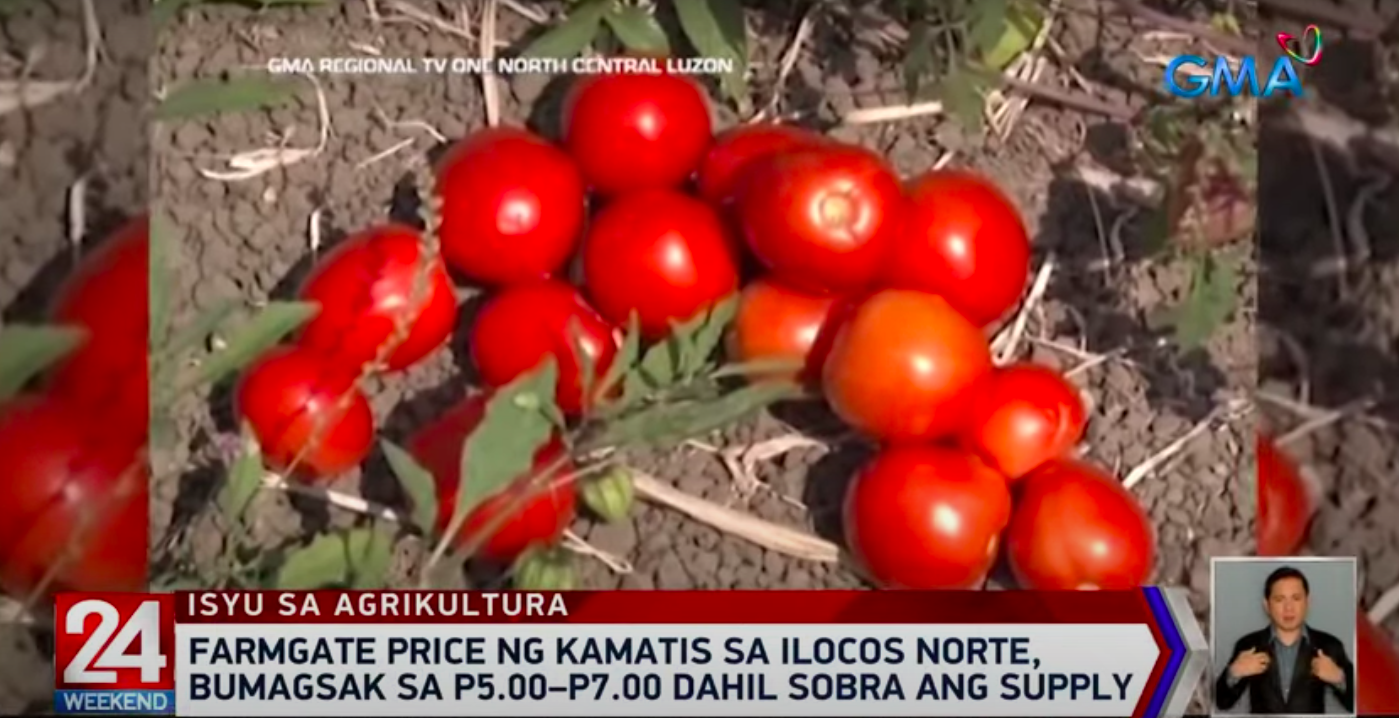 Harga petani tomat di Ilocos Norte turun menjadi P5-P7 per kilo