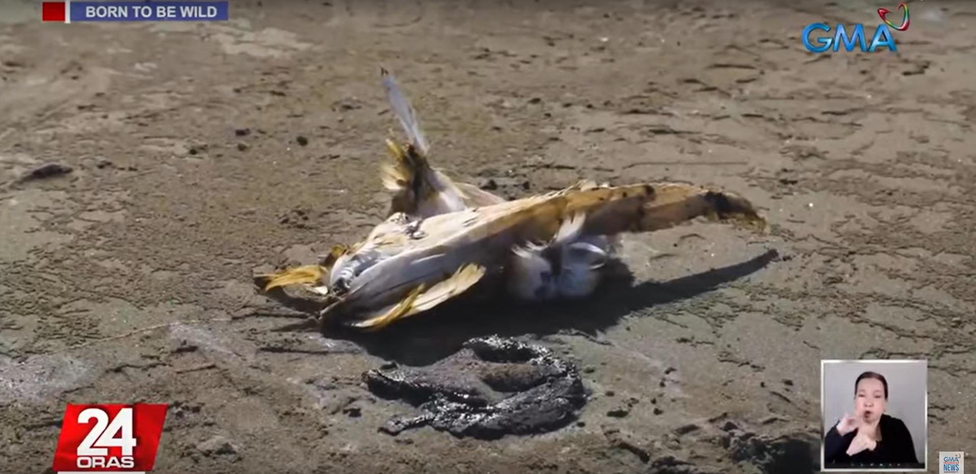 Oil spill affects Mindoro seabirds