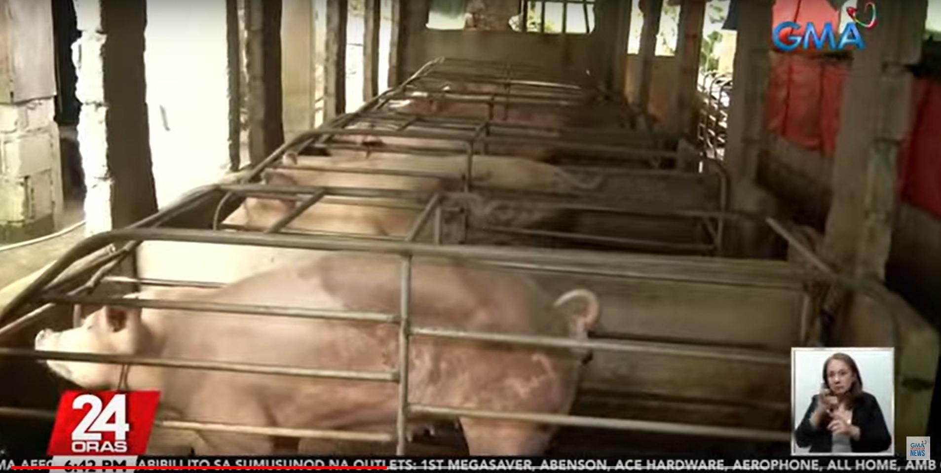 Agri chief hopes ASF vaccine will encourage hog raisers to go back