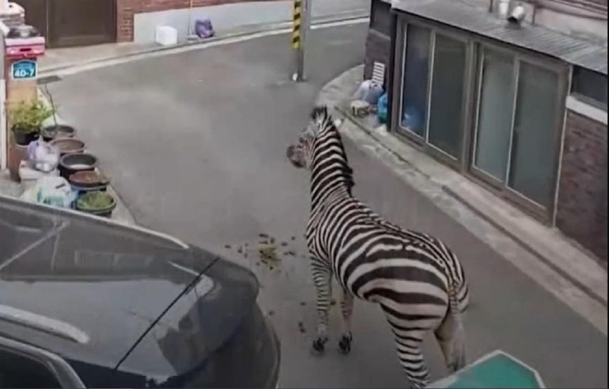 Zebra, das nach der Flucht aus einem Zoo in Südkorea in der Gemeinde herumläuft