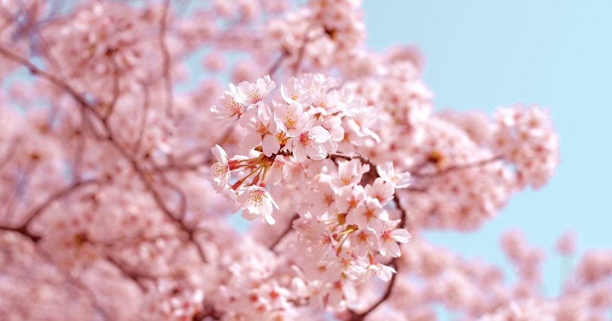 Can cherry blossoms grow in the Philippines? Kuya Kim has the answer