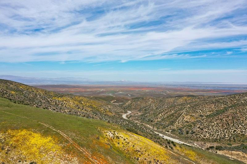 Wildflowers Near Lancaster Ca Best Flower Site
