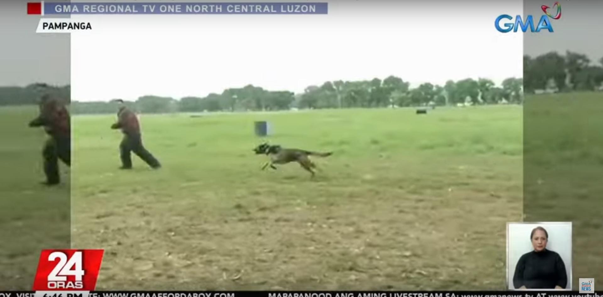 Military dogs showcase skills in Balikatan training