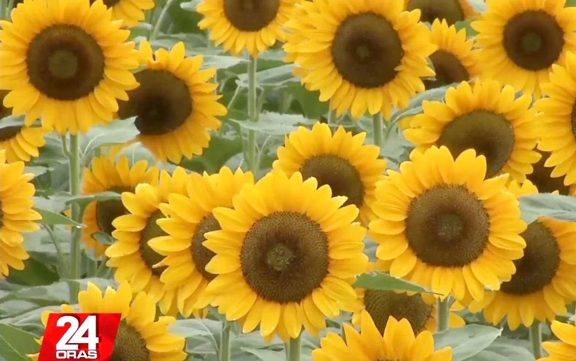 Here’s Where You Can Visit A Picture-perfect Field Of Sunflowers In ...