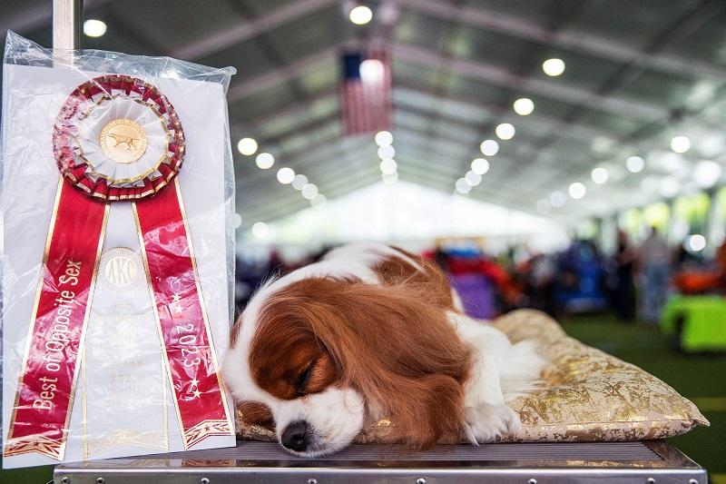 147th Westminster Kennel Club Dog Show Photos GMA News Online