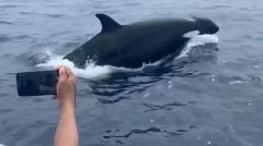 orcas in the philippines