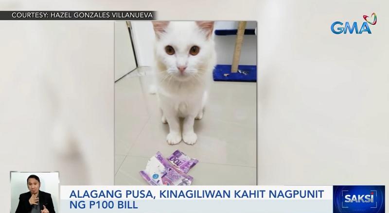 Kucing penyayang mencuri hati ibu bulu meskipun uang 100 peso robek