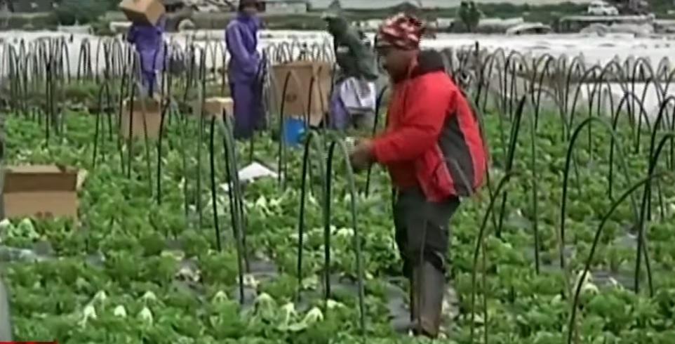 Benguet farmers forced to harvest early due to Typhoon Betty thumbnail