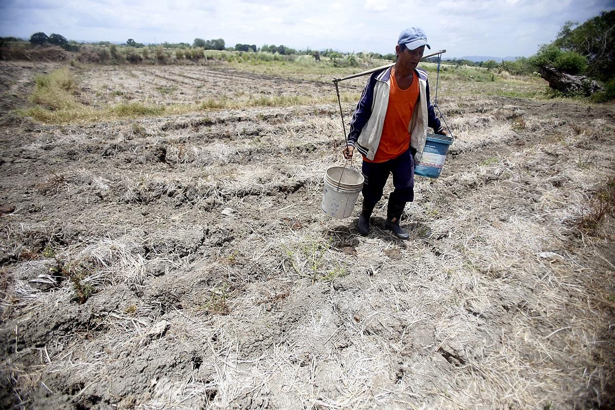 El Niño damage to agriculture nears P4 billion — DA