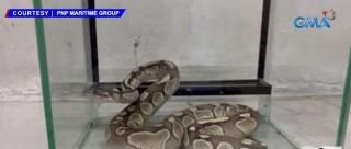 PHYTON | Tracking | GMA News Online