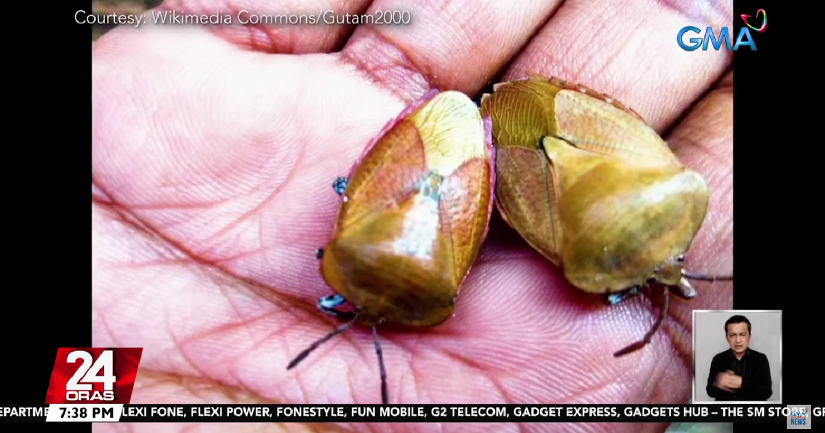 Why do stink bugs smell bad? Kuya Kim answers | GMA News Online