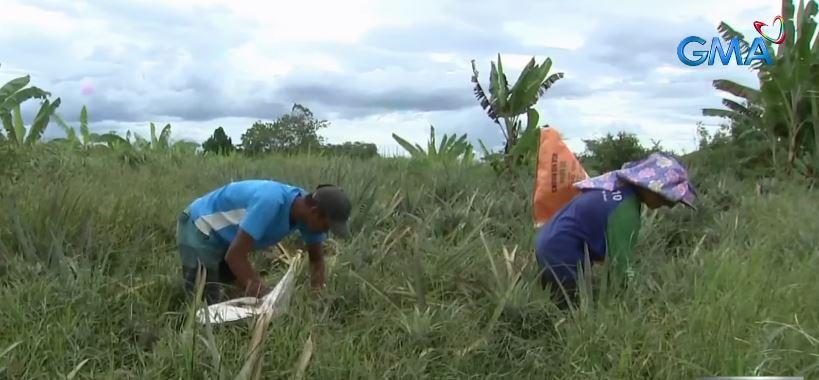 Farmers in Isabela hit by El Niño get aid from GMA Kapuso Foundation