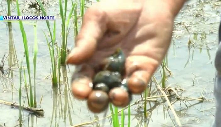 Kuhol In Rice Field Mga golden kuhol, nameste sa mga palayan sa Ilocos Norte | Balitambayan