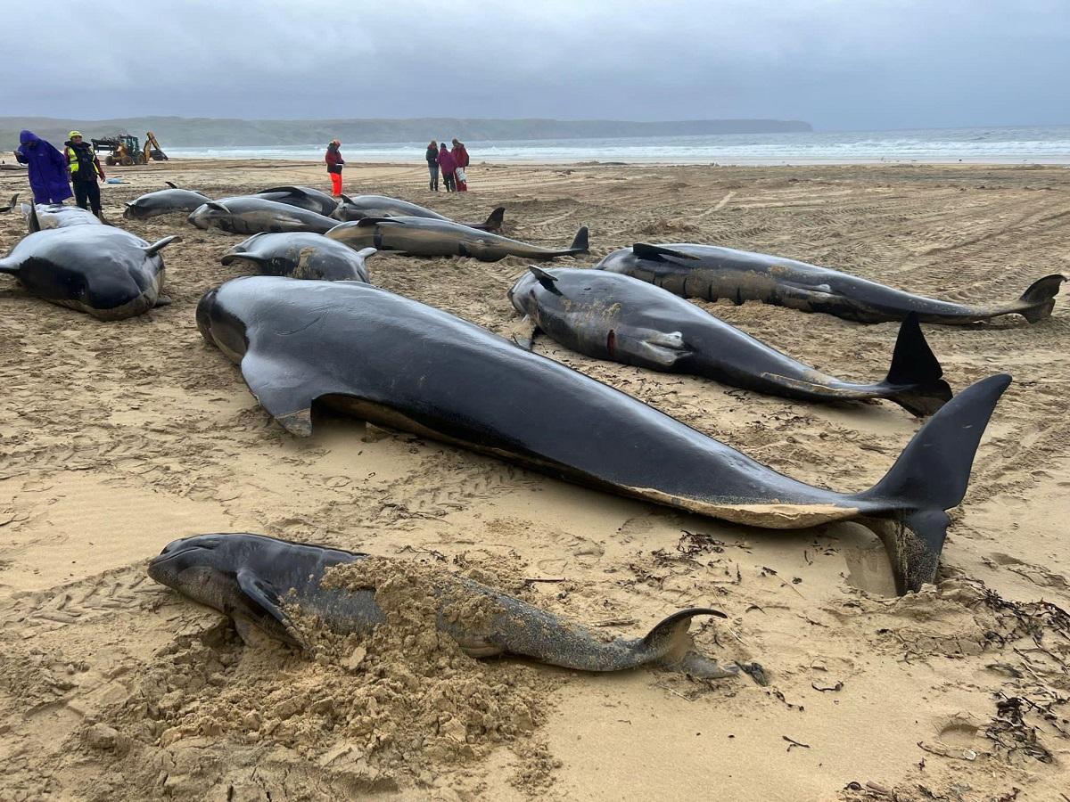 More than 50 pilot whales die after mass stranding on Scottish beach