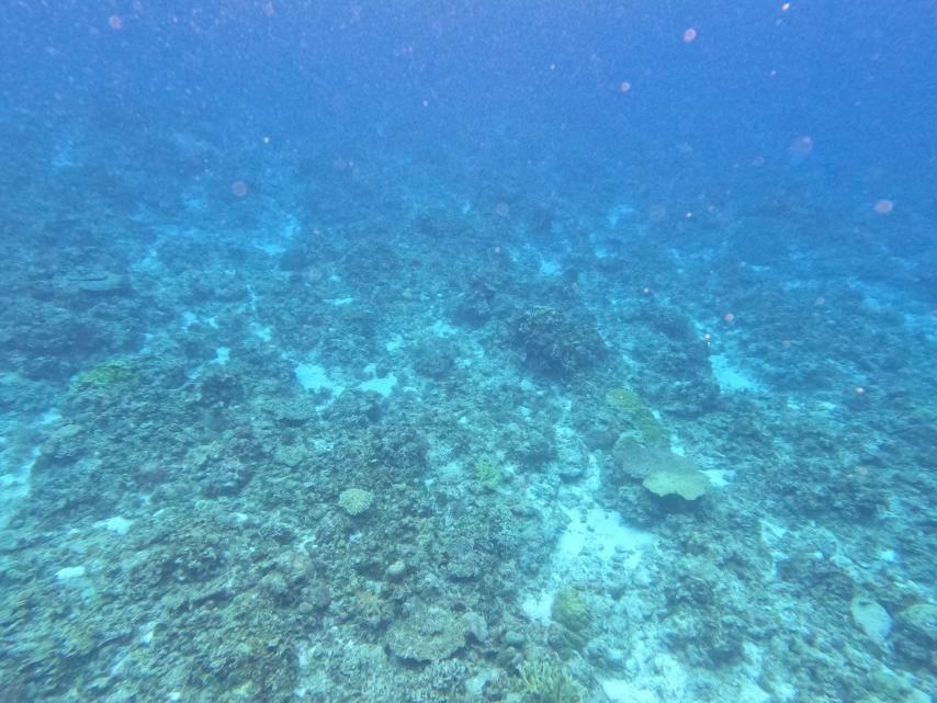 Corals in Rozul Reef in West Philippine Sea