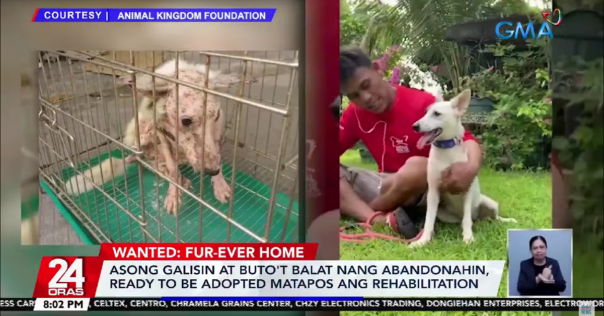Abandoned dog left in a plastic box recovers after months of rehab thumbnail