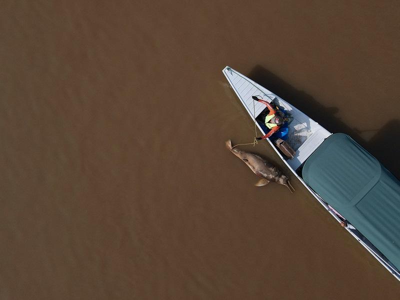 Mass death of Amazon river dolphins linked to severe drought, heat