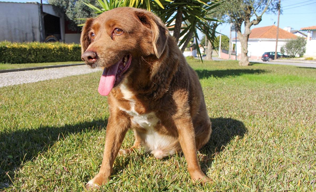 Bobi loses ‘world”s oldest dog” title, posthumously