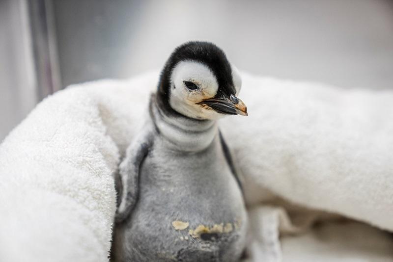 In a rarity, emperor penguin chick hatches at Sea World San Diego