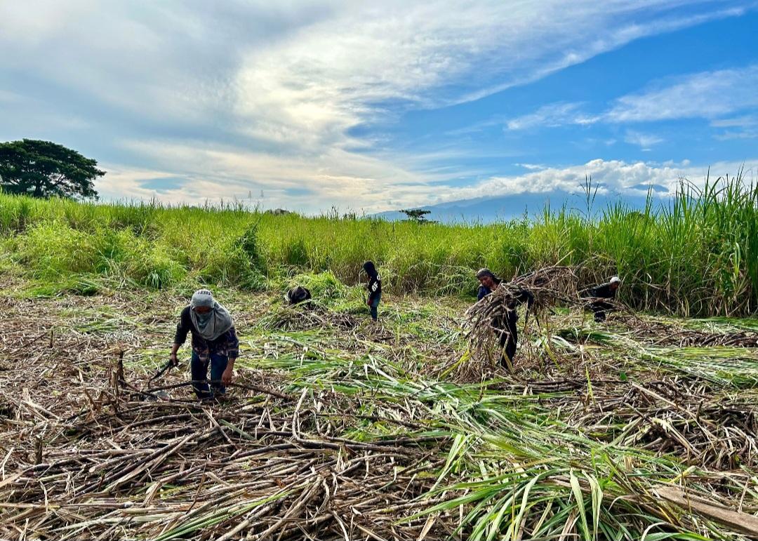 Farmers in Negros Occidenta are lamenting the flooding of imported sugar into the country.