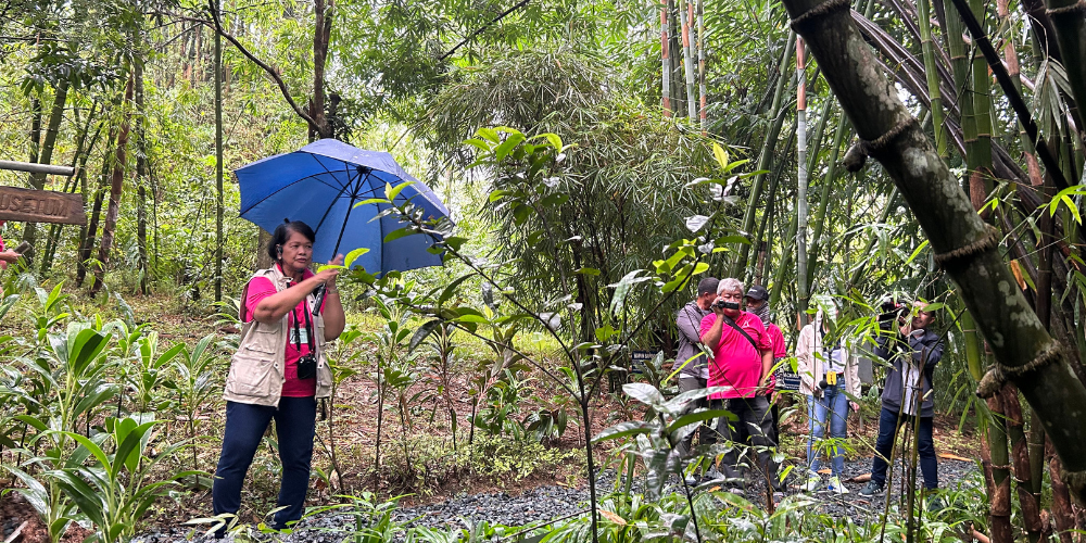 bamboo seminar