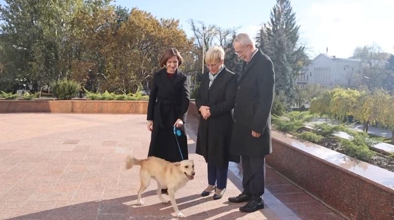 Moldova's missing 'first dog' returns home after New Year's escapade