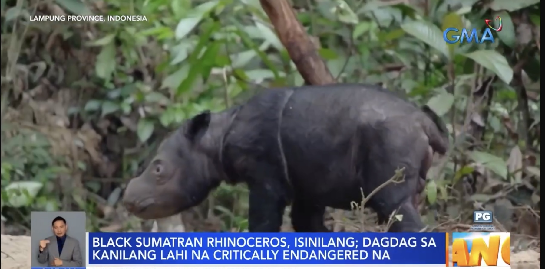 Critically endangered na black Sumatran rhinoceros, isinilang sa