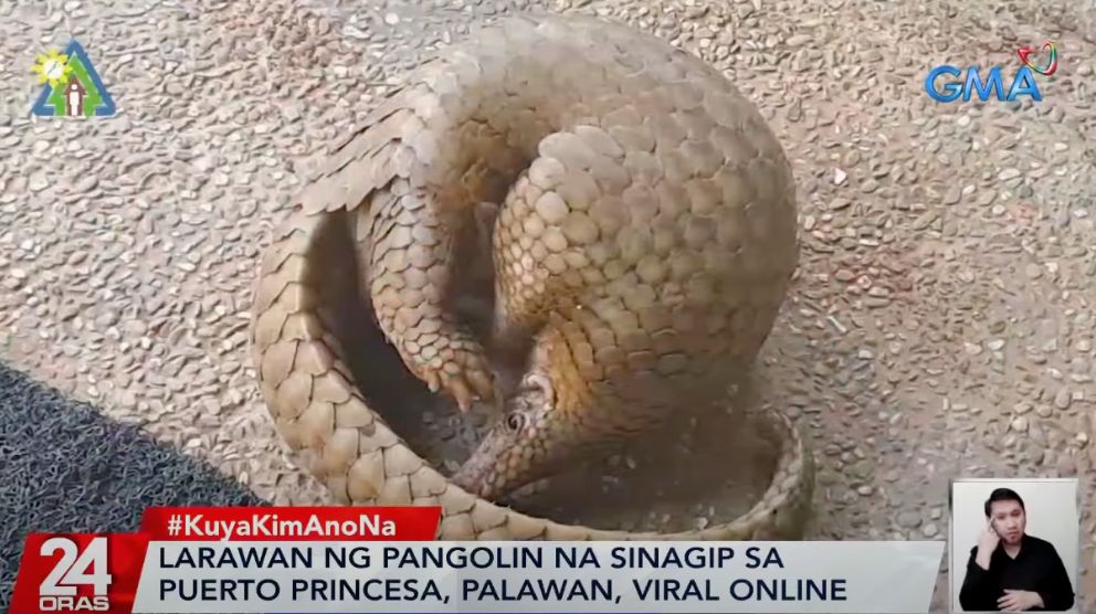 Adult female pangolin rescued in Puerto Princesa, Palawan | GMA News Online