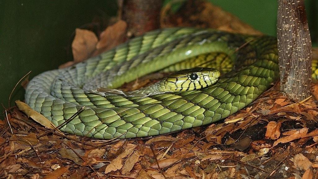 'Extremely venomous' green mamba loose in Netherlands city